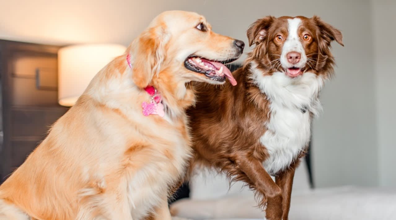 Very Important Pet Getaway